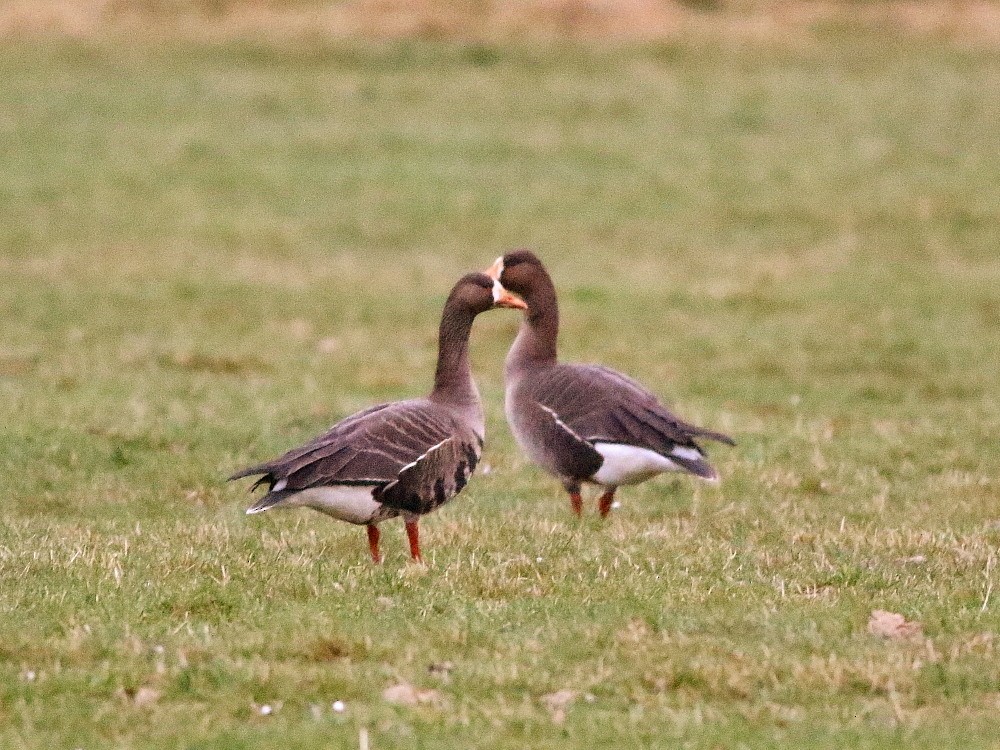 Greater White-fronted Goose (Greenland) - ML646522255