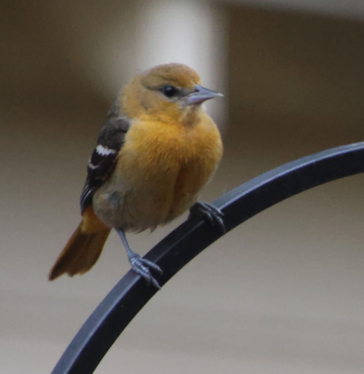 Baltimore Oriole - ML646522256