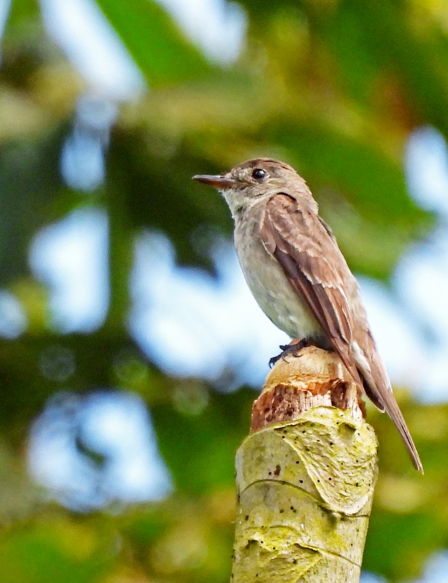 Western Wood-Pewee - ML646522257