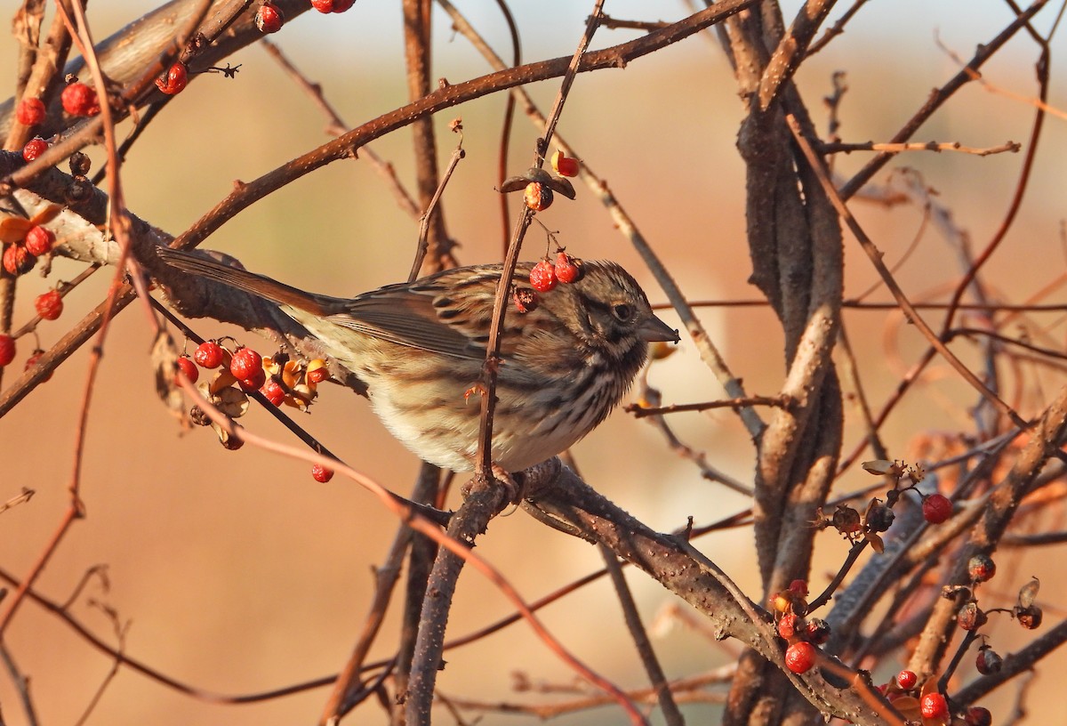 Song Sparrow - ML646522258