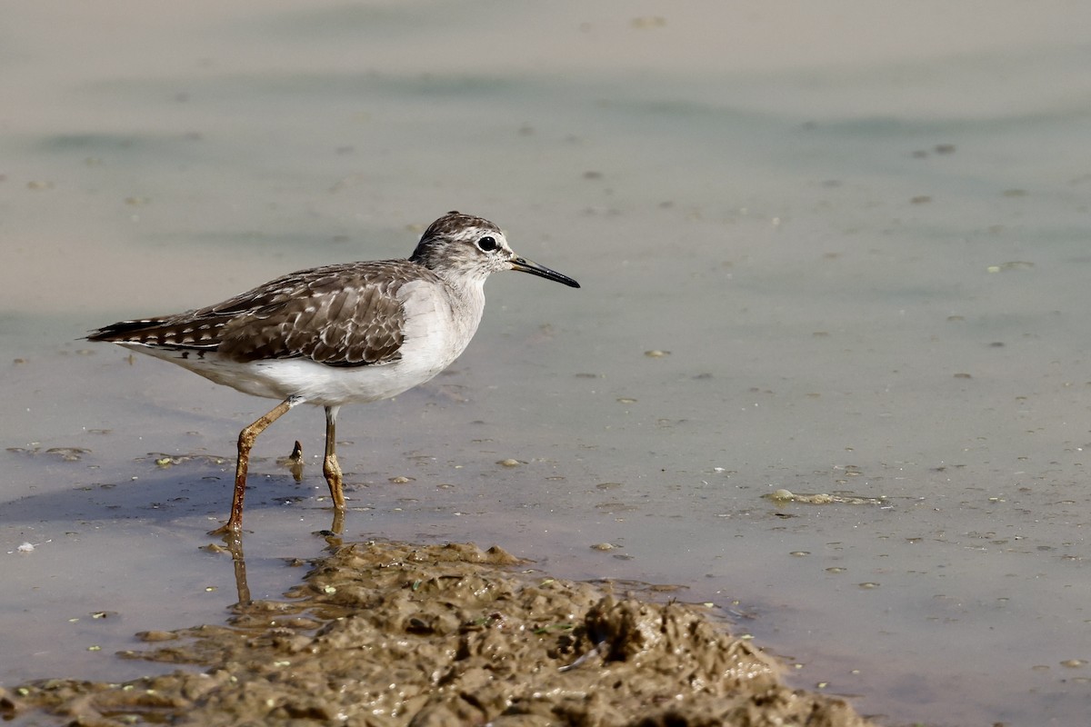 Wood Sandpiper - ML646522259