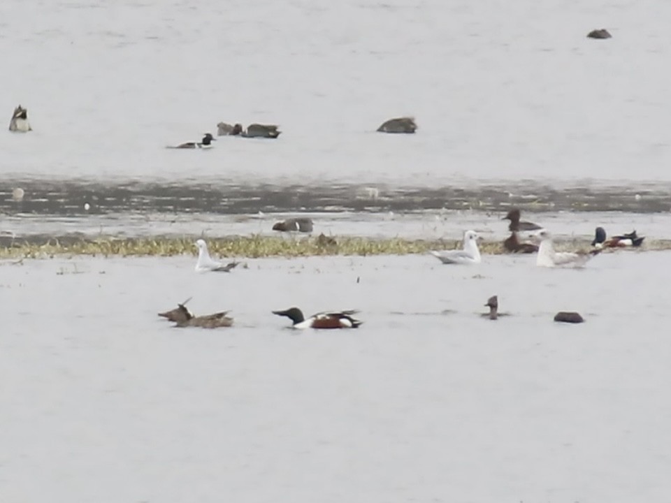 Bonaparte's Gull - ML646522260