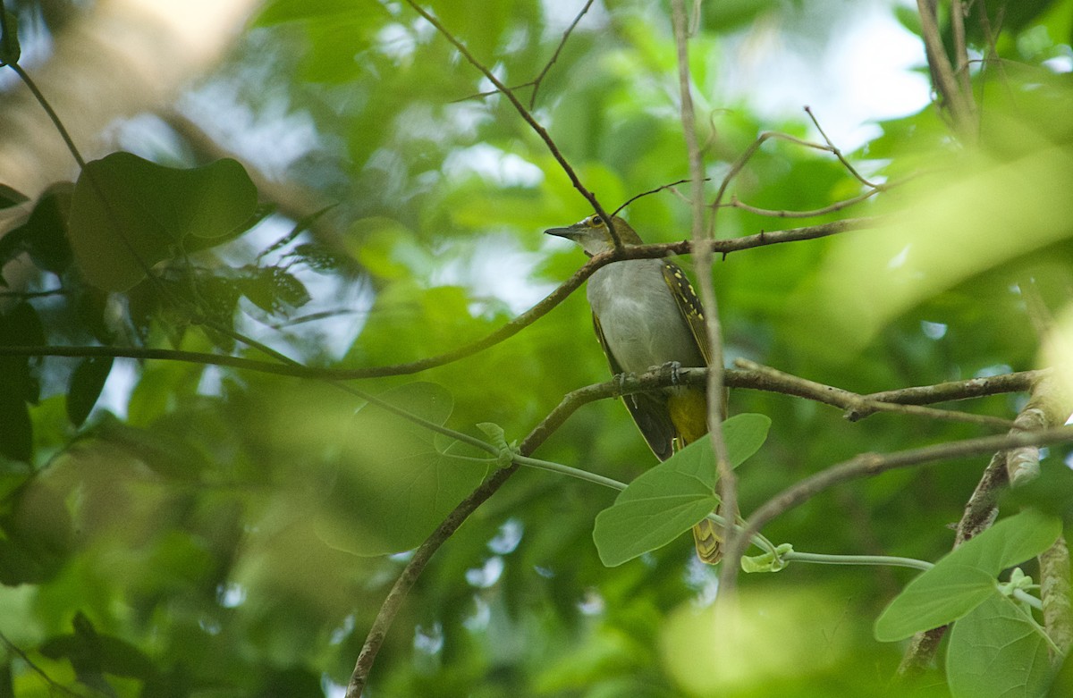 Western Nicator - ML646522261