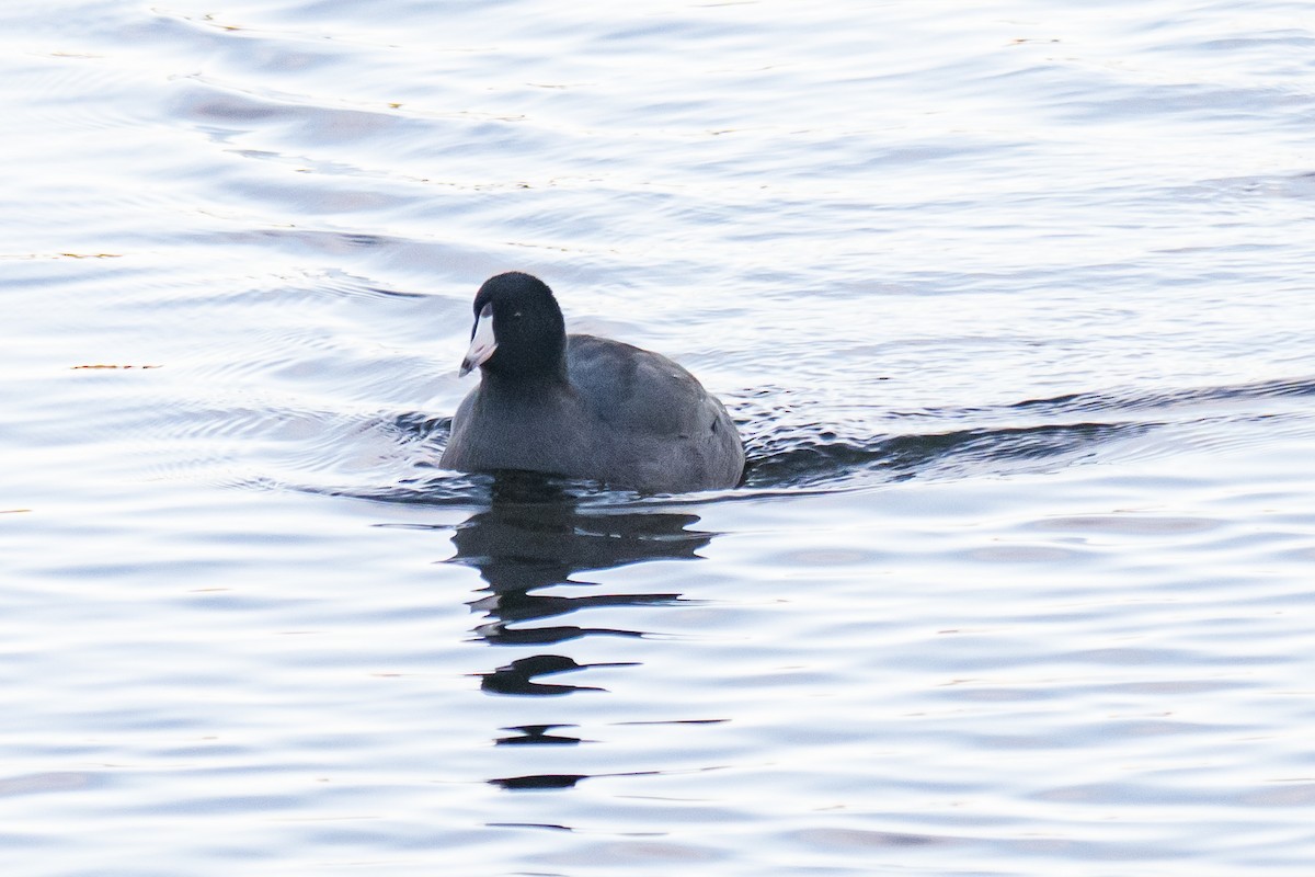 American Coot - ML646522262