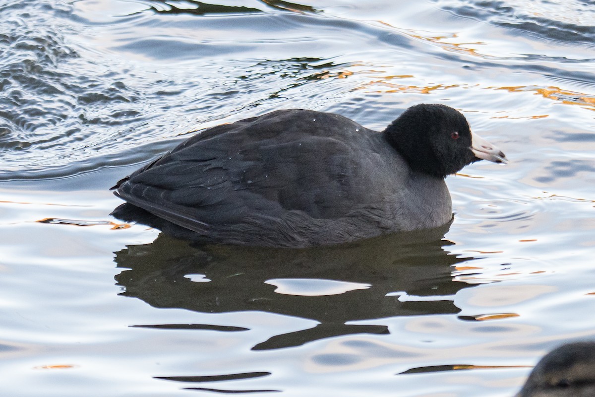 American Coot - ML646522263