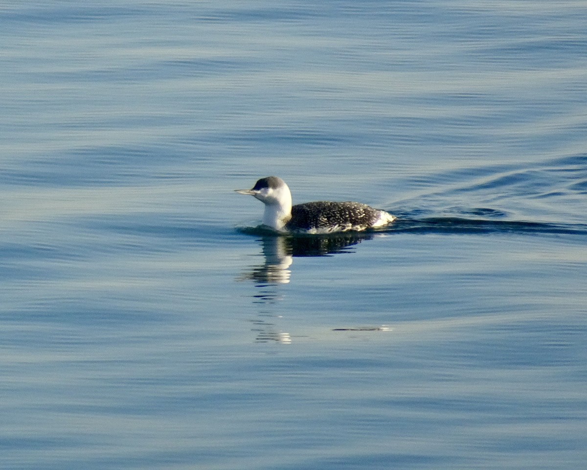 Red-throated Loon - ML646522264