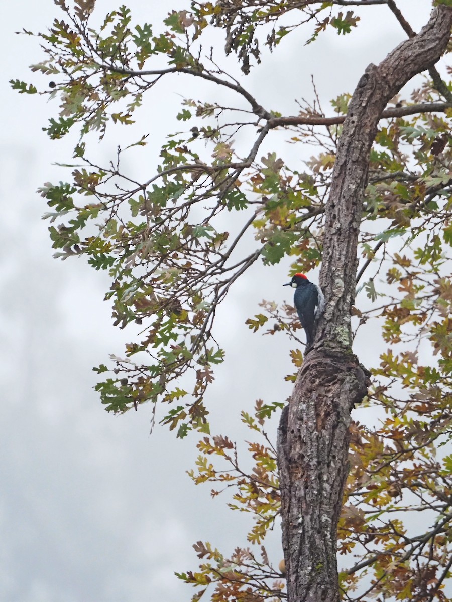 Acorn Woodpecker - ML646522265