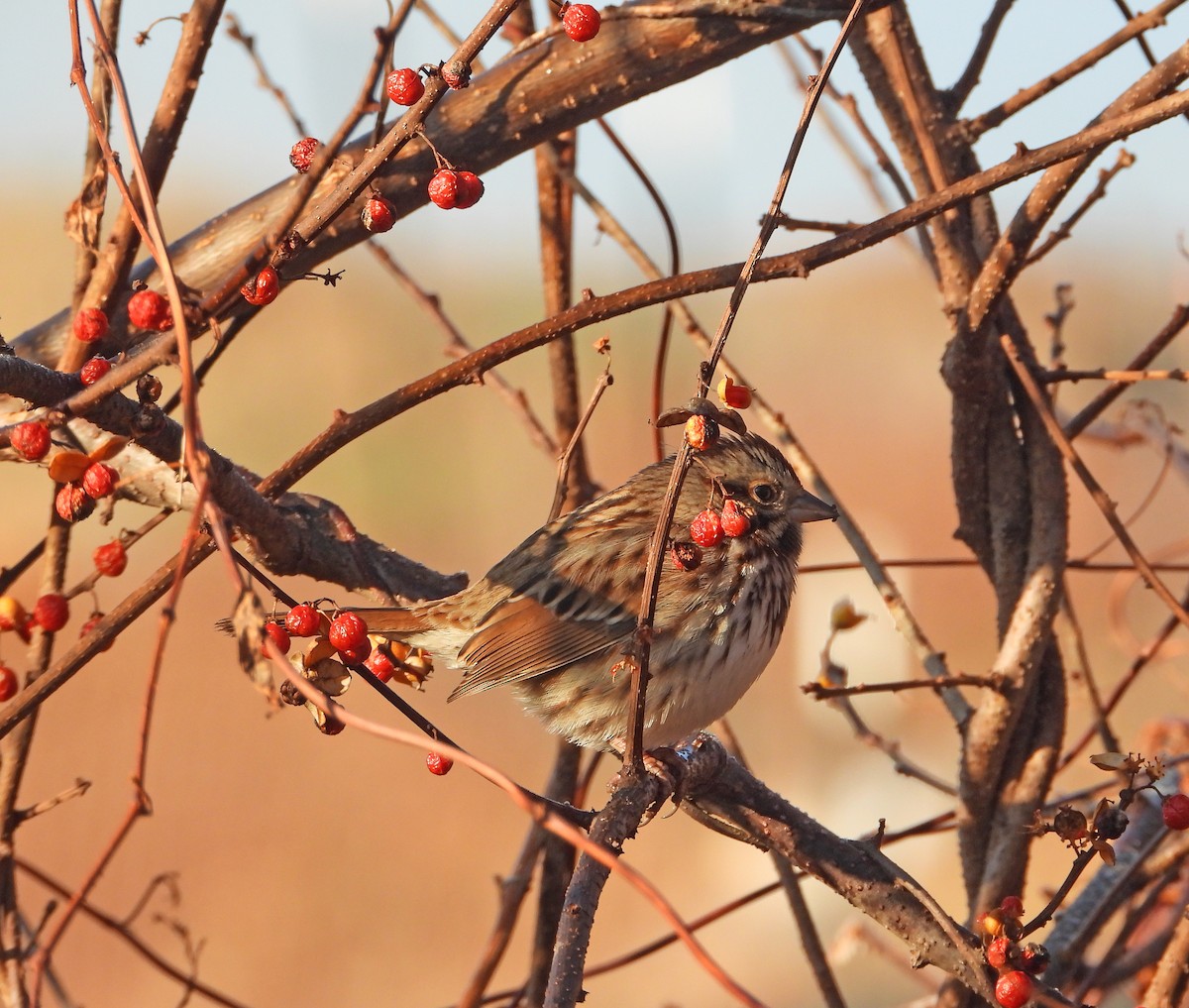 Song Sparrow - ML646522266