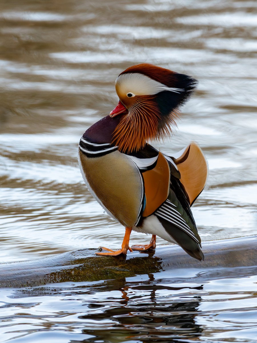 Mandarin Duck - ML646522267