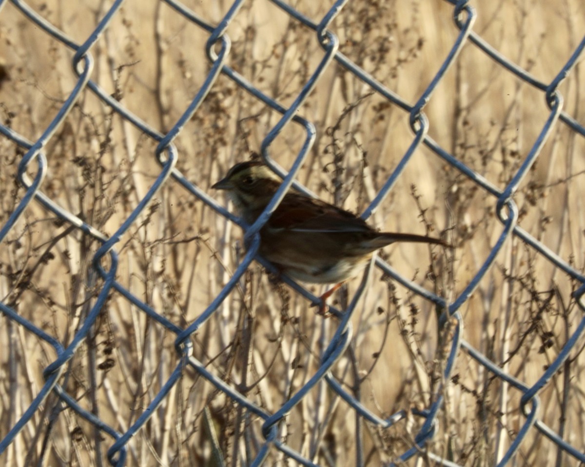 Swamp Sparrow - ML646522268