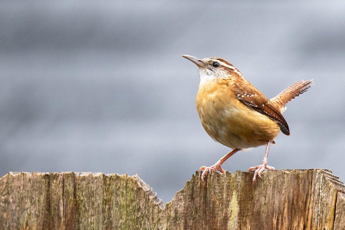 Carolina Wren - ML646522271