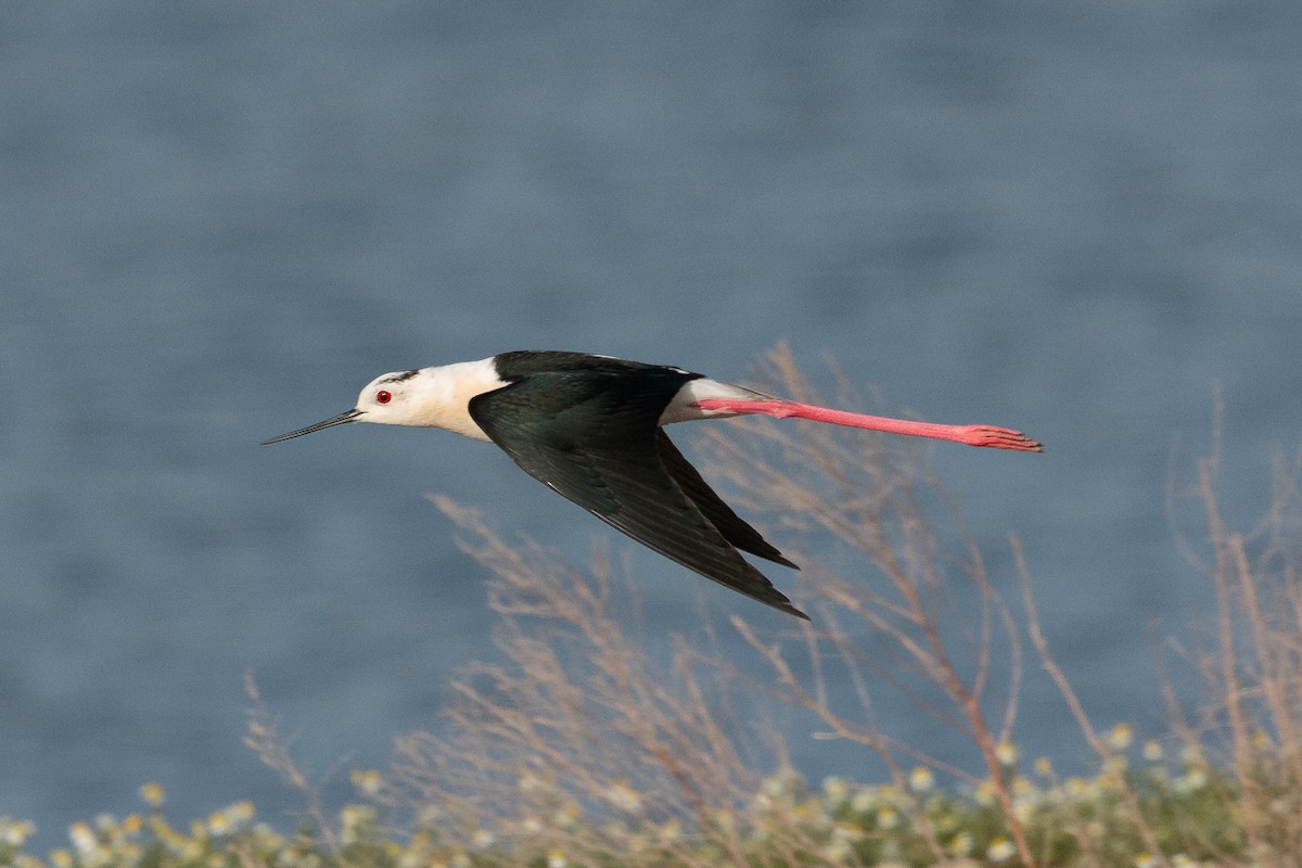Black-winged Stilt - ML646522272