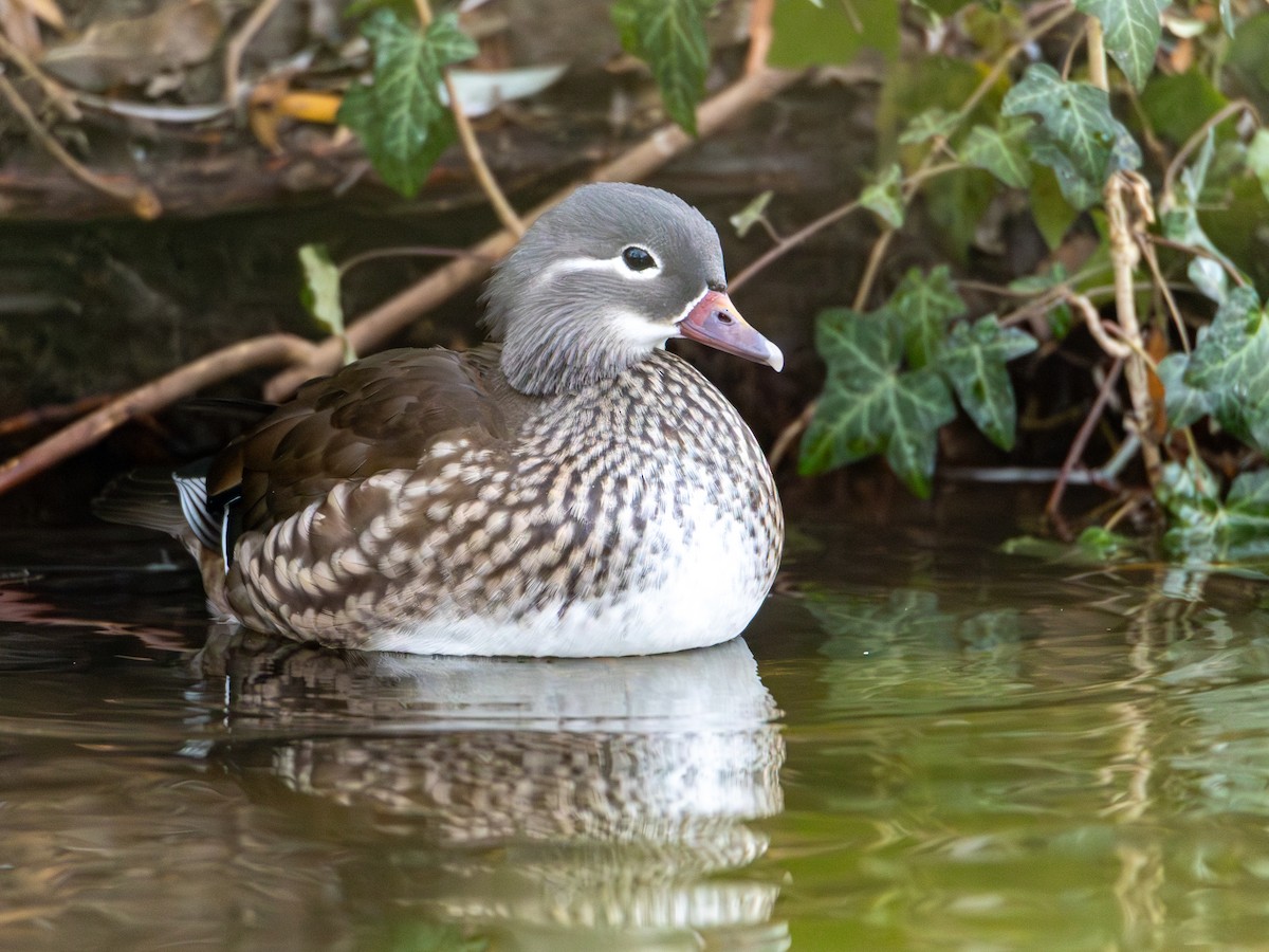 Mandarin Ördeği - ML646522274