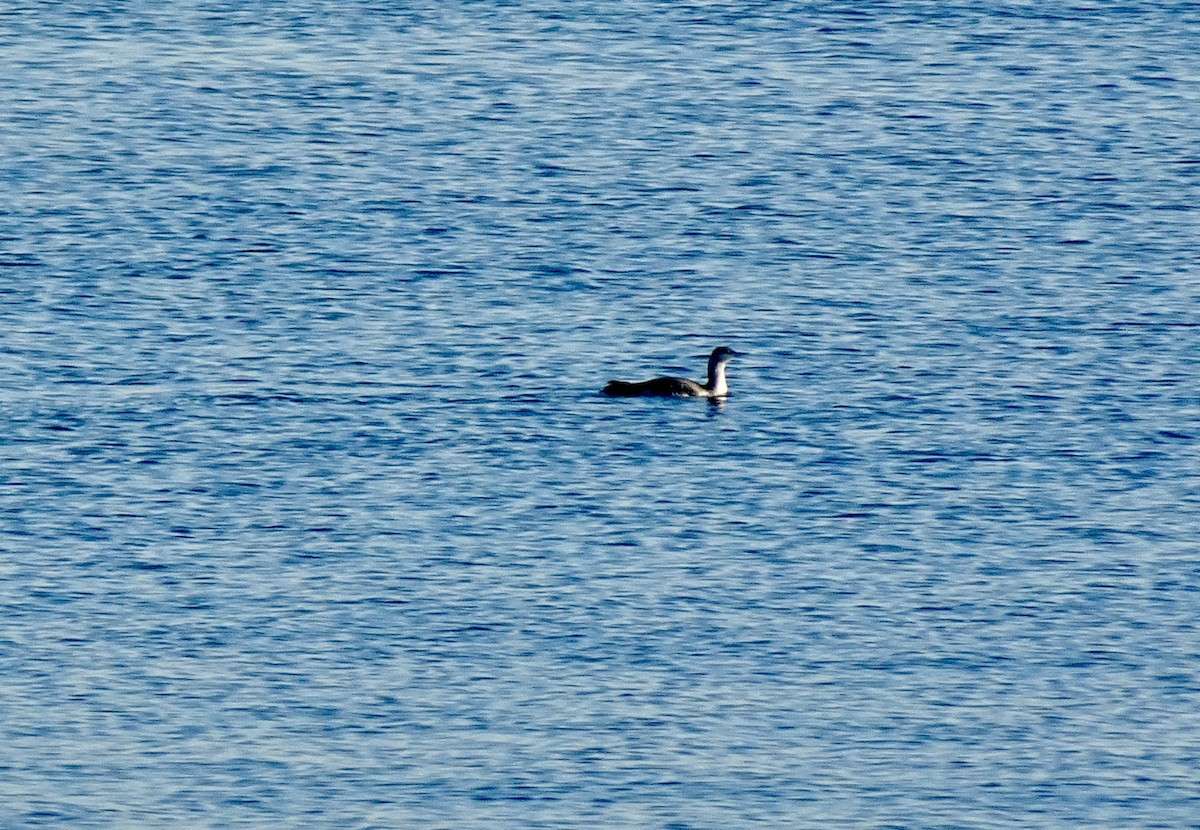 Common Loon - ML646522275