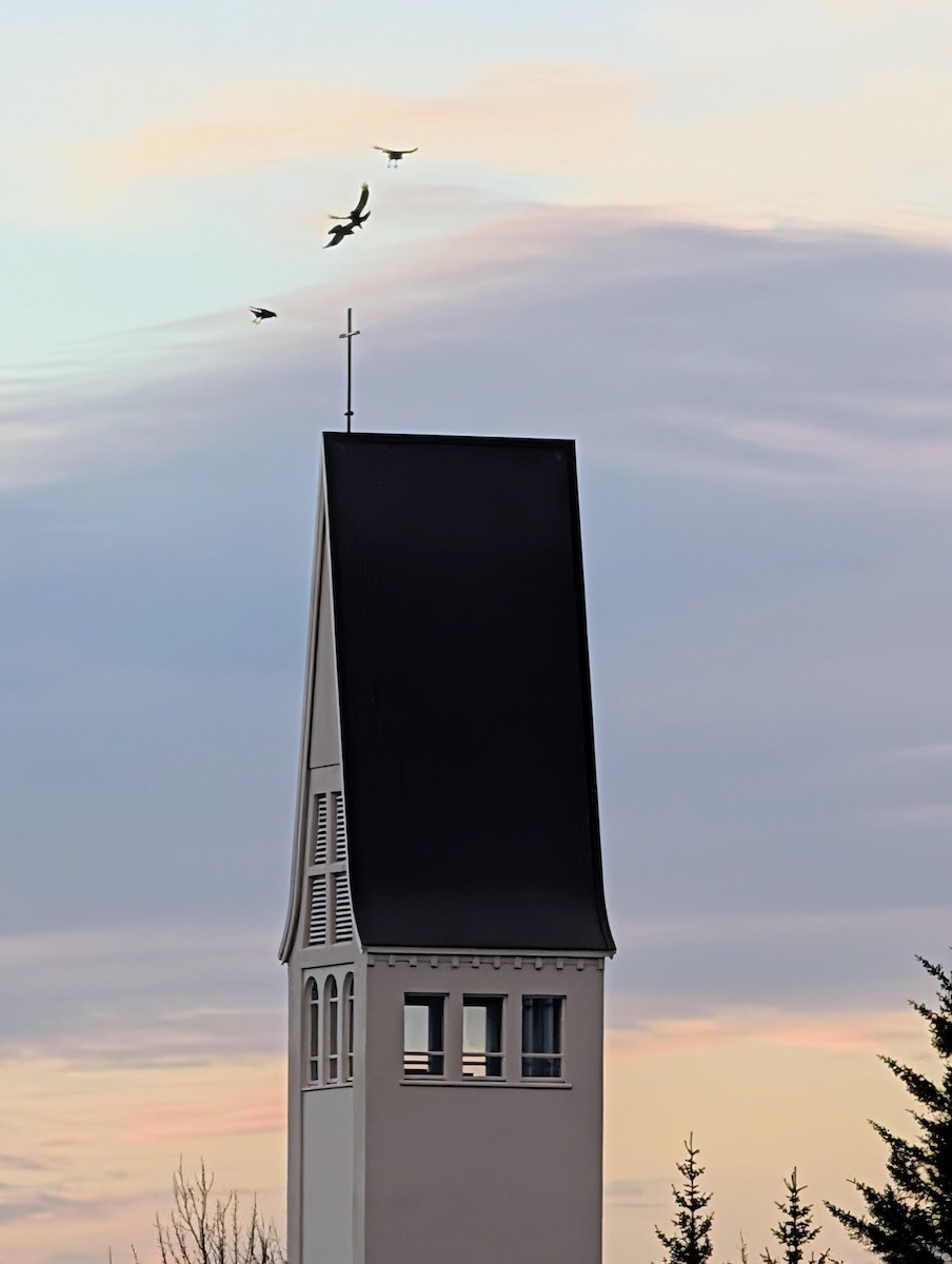 Common Raven - ML646522276