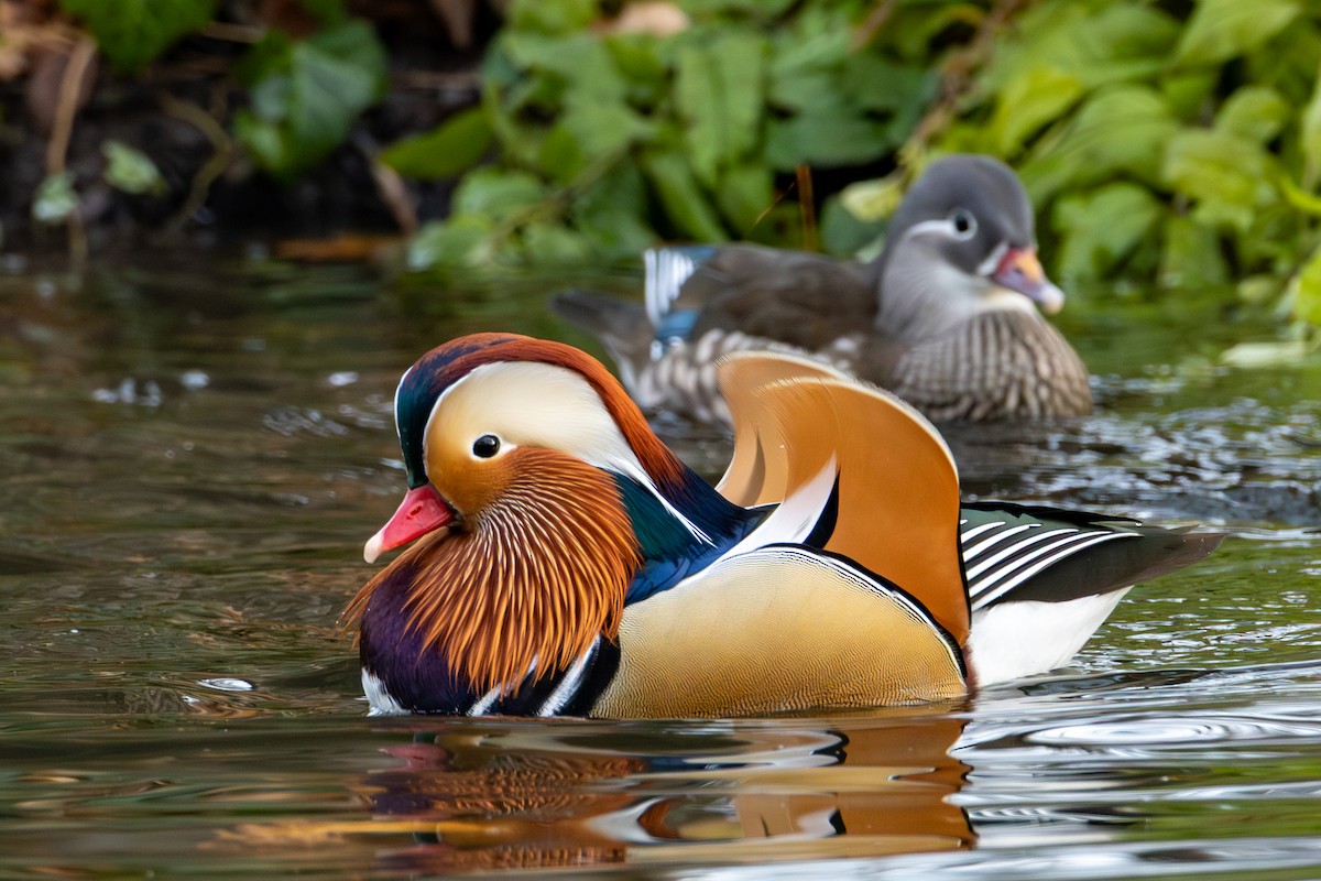 Mandarin Ördeği - ML646522278