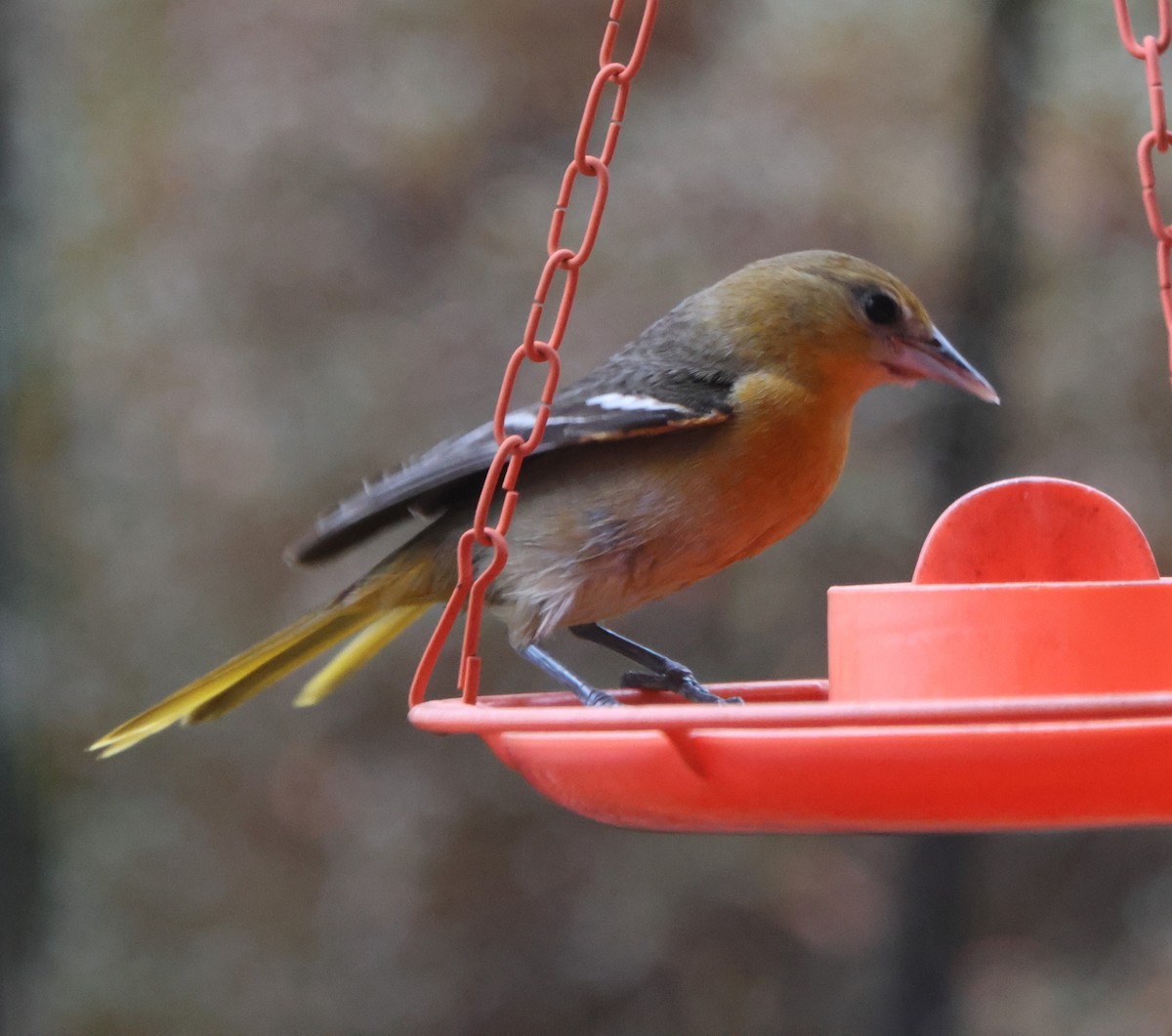 Baltimore Oriole - ML646522279