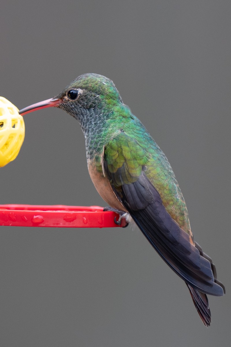 Buff-bellied Hummingbird - ML646522280