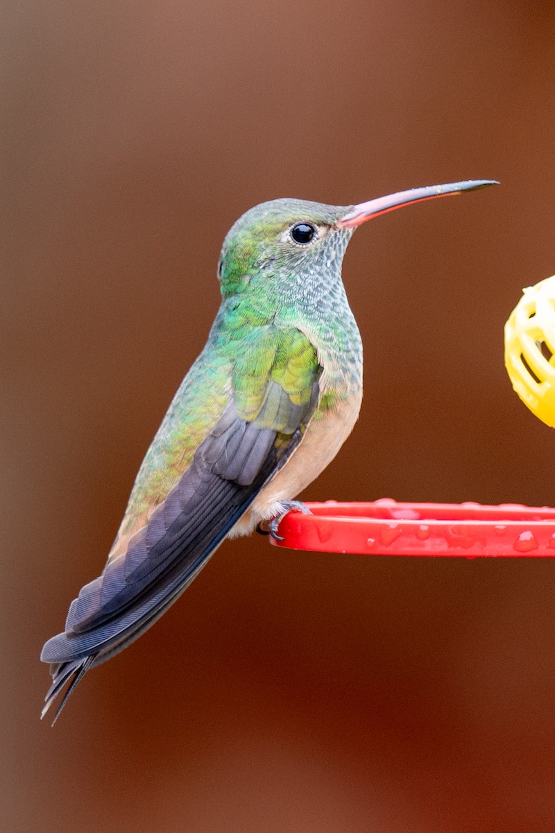 Buff-bellied Hummingbird - ML646522281