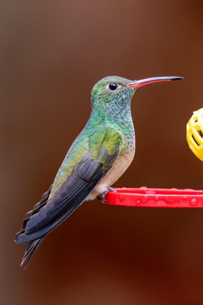 Buff-bellied Hummingbird - ML646522282