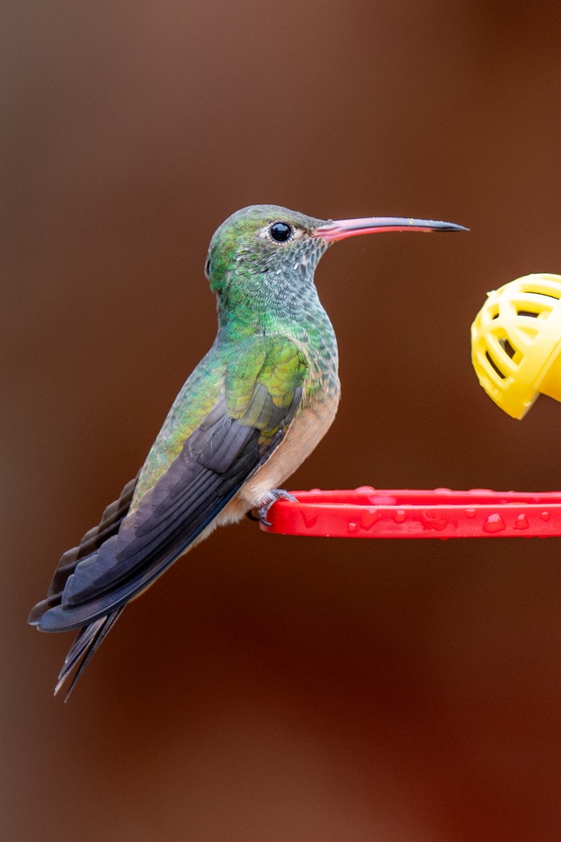 Buff-bellied Hummingbird - ML646522283
