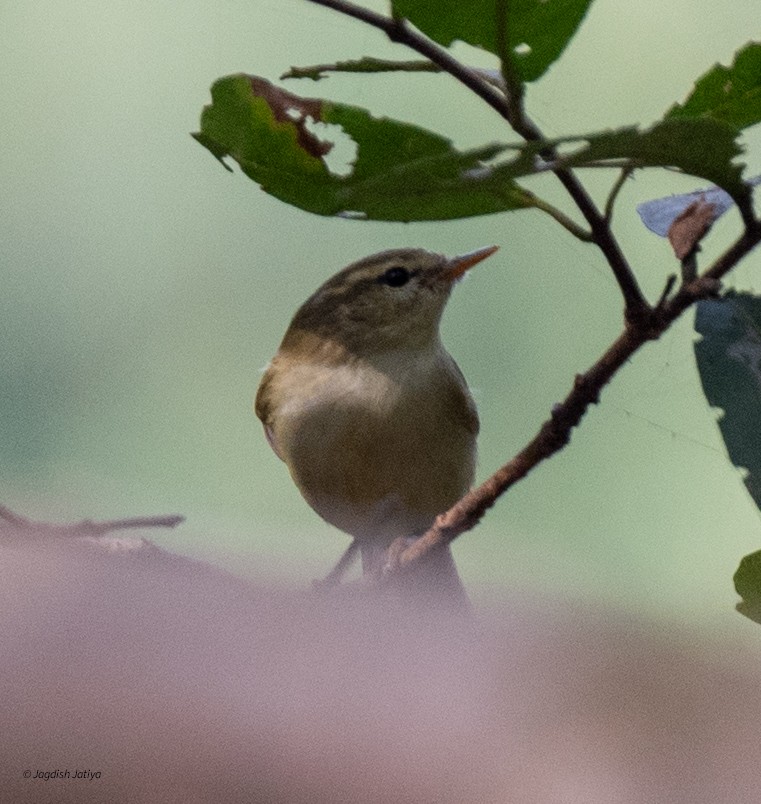 Yeşilimsi Çıvgın - ML646522293