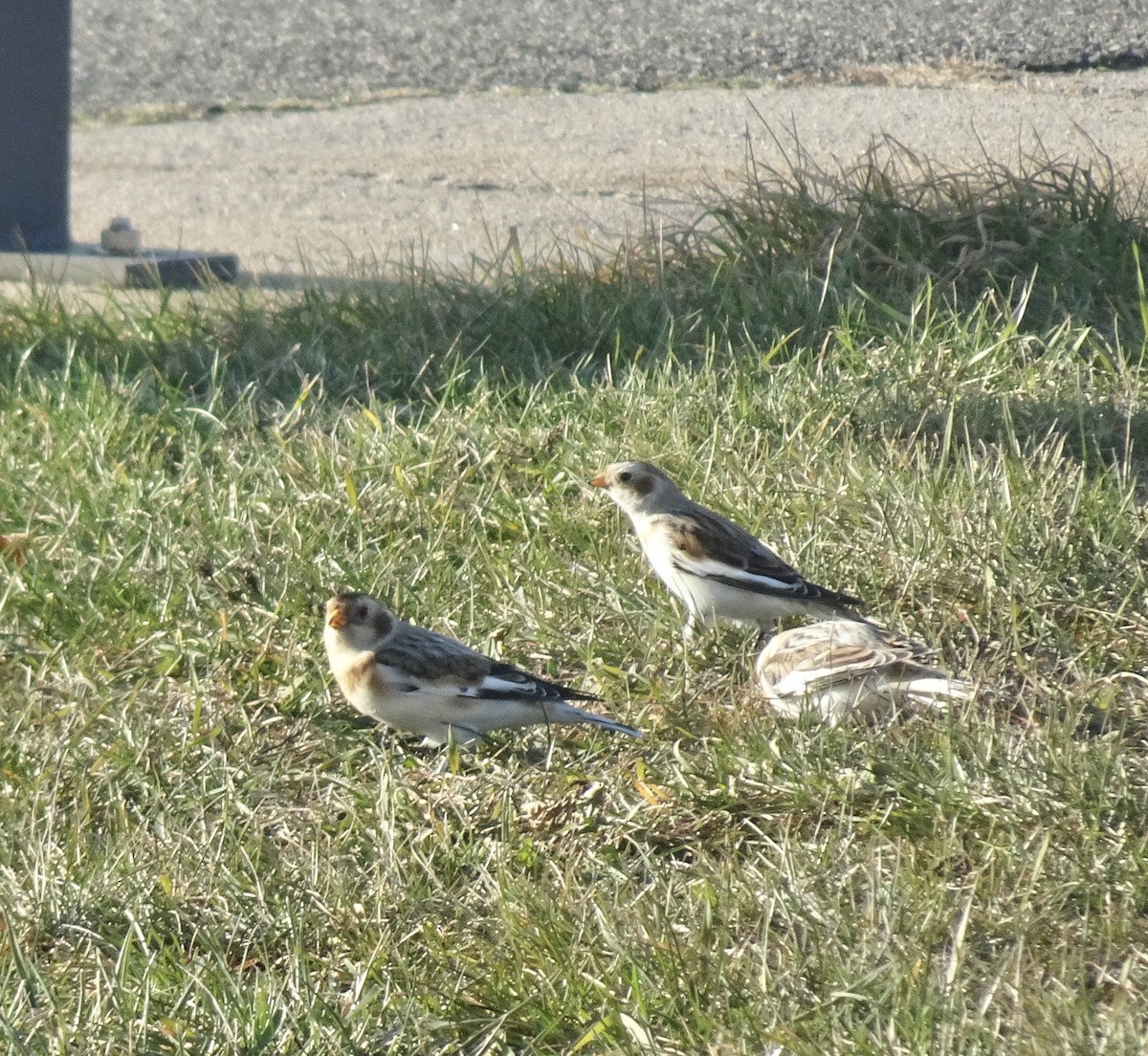 Elur-berdantza - ML646522295