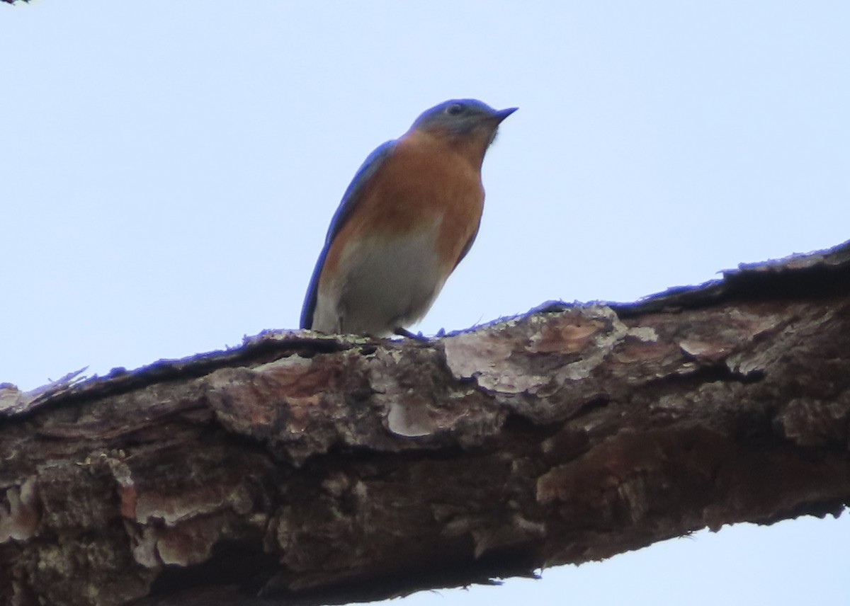 Блакитник східний - ML646522297