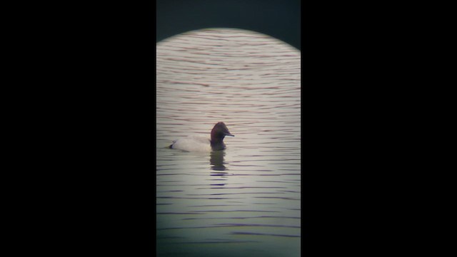 Попелюх довгодзьобий - ML646522298