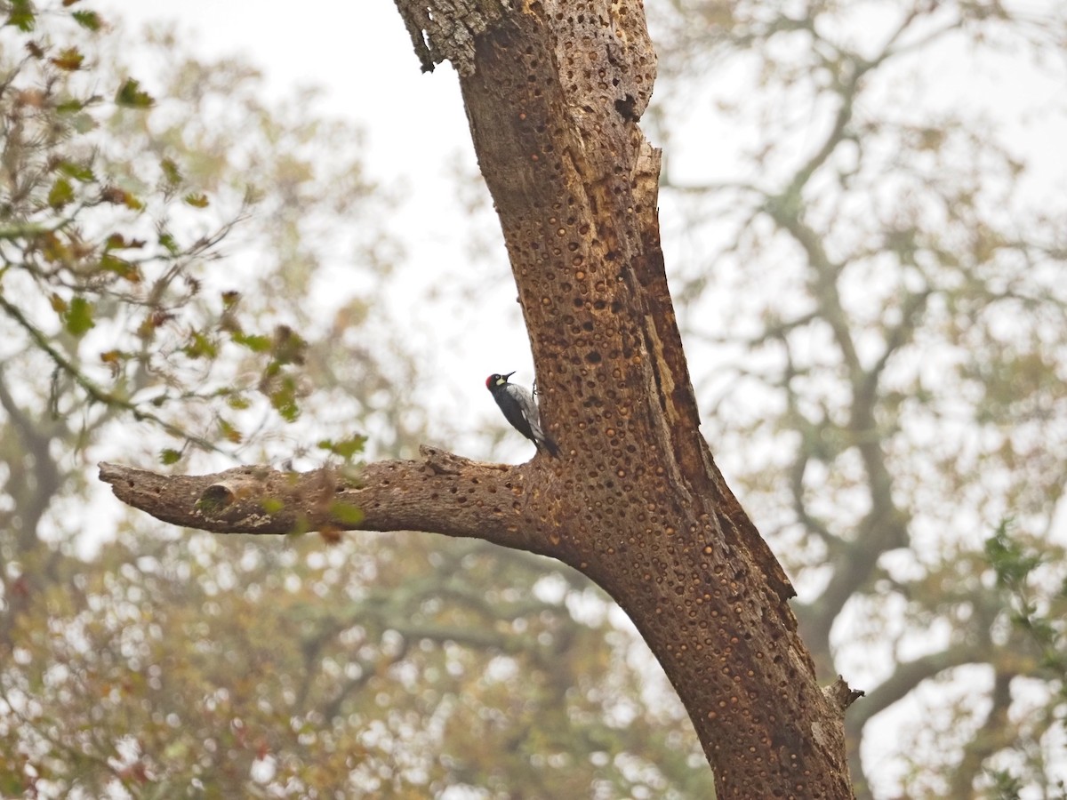 Acorn Woodpecker - ML646522299