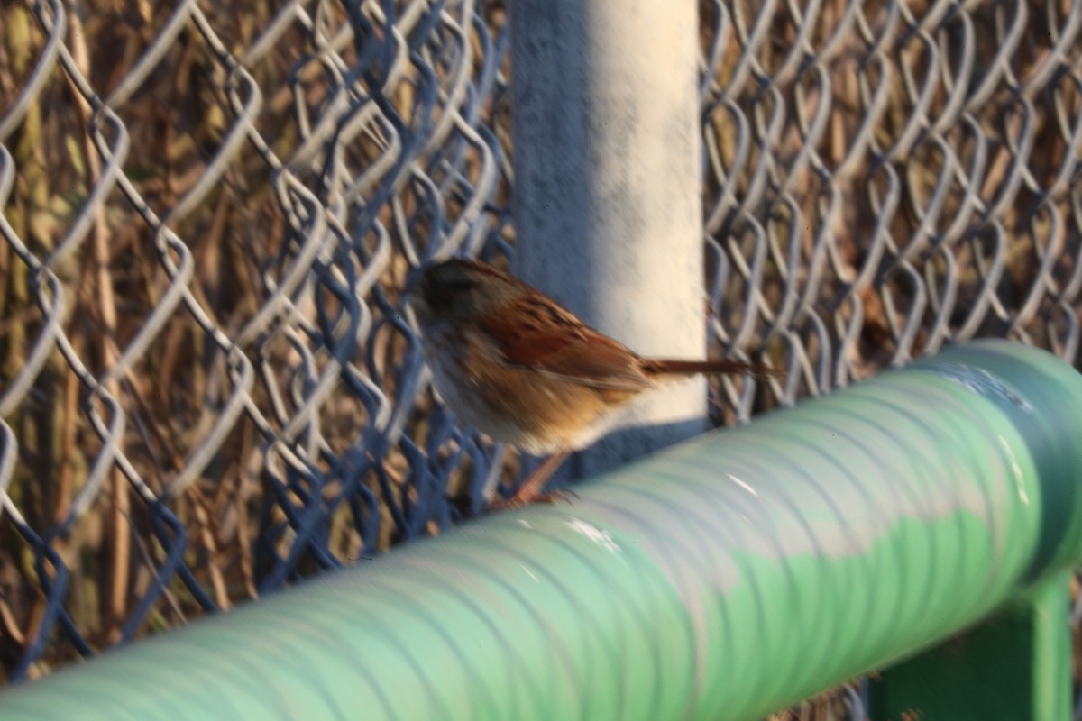 Swamp Sparrow - ML646522302