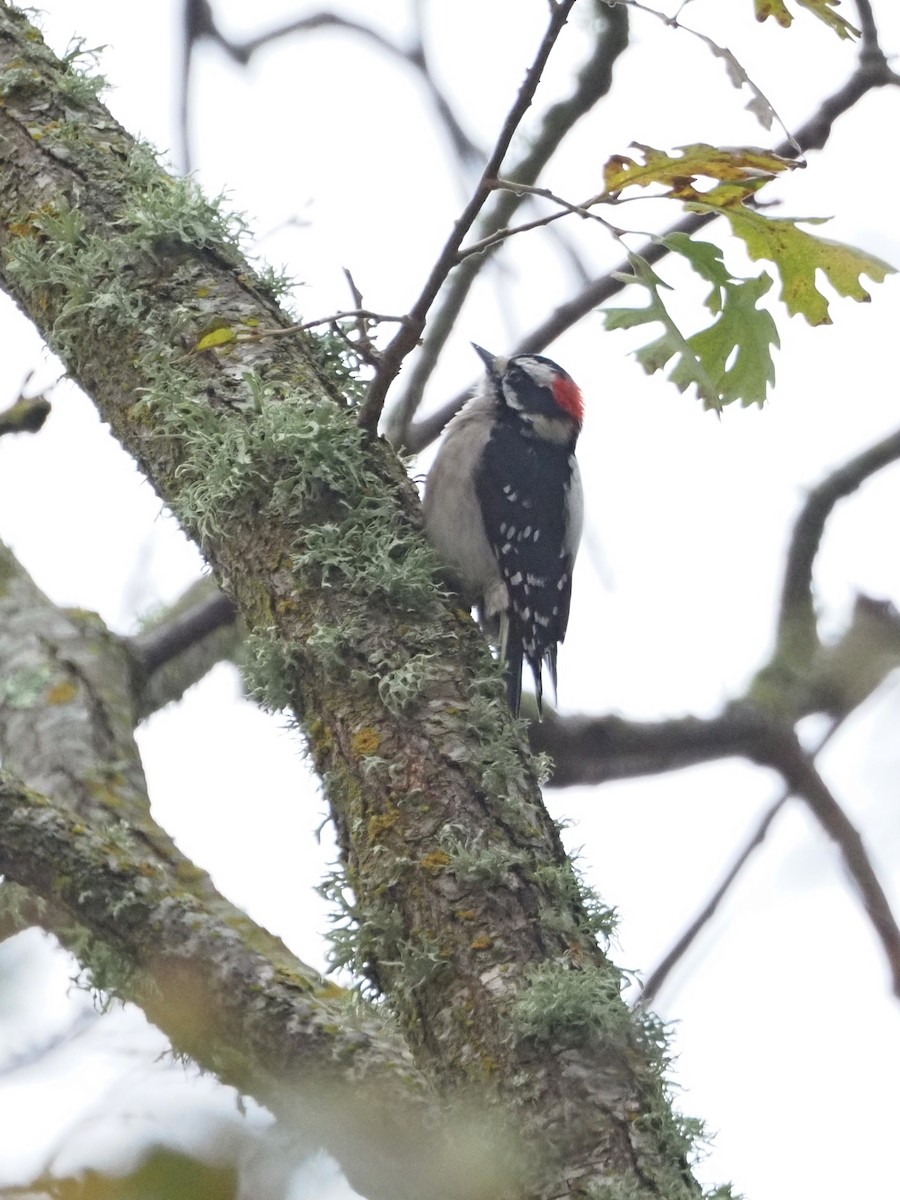 Dunenspecht - ML646522309