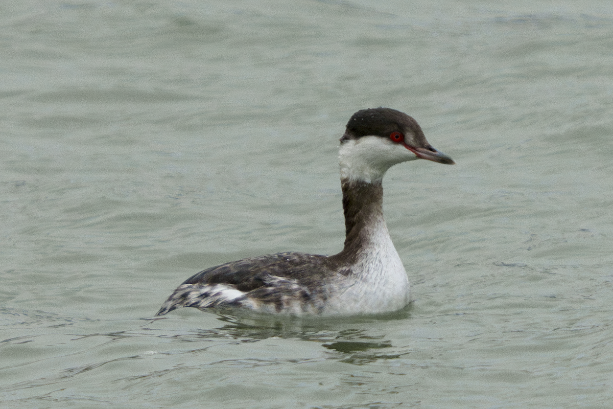Horned Grebe - ML646522310