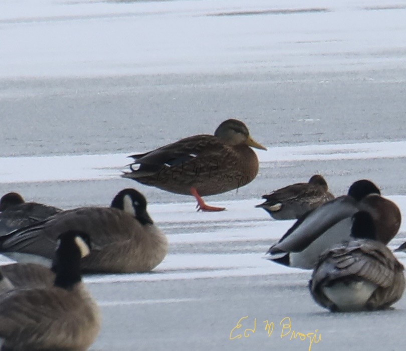 Mexican Duck - ML646522311