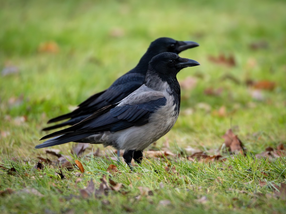 עורב אפור - ML646522312