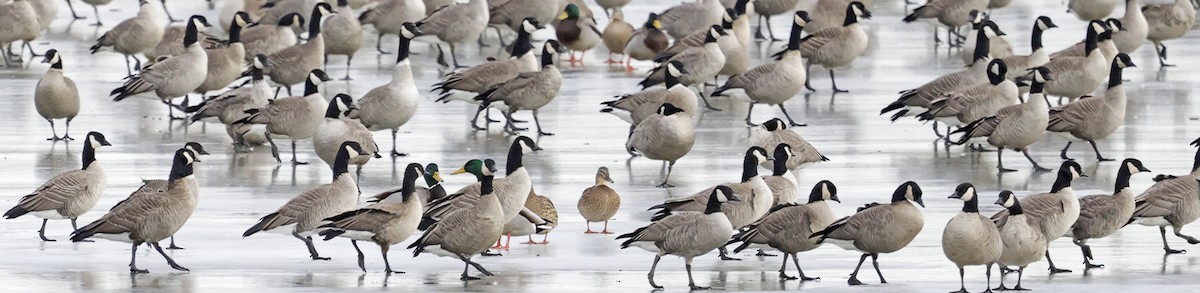 Cackling Goose (Richardson's) - ML646522317