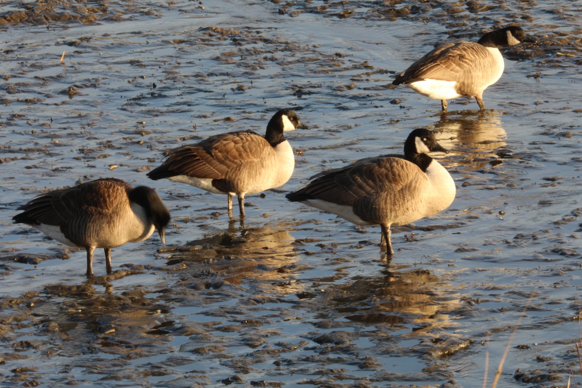 Canada Goose - ML646522318