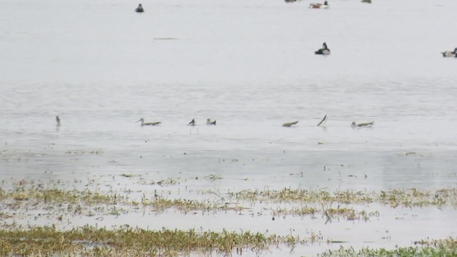 Greater Yellowlegs - ML646522323