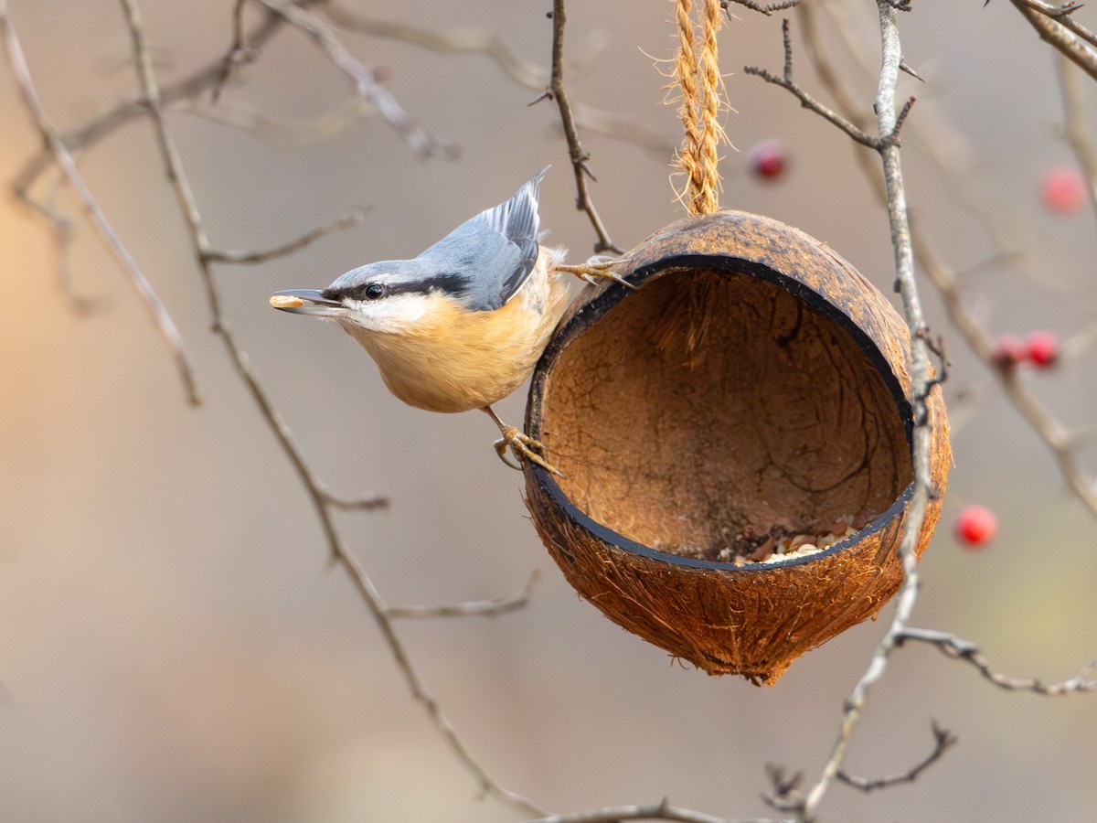 Повзик звичайний - ML646522325