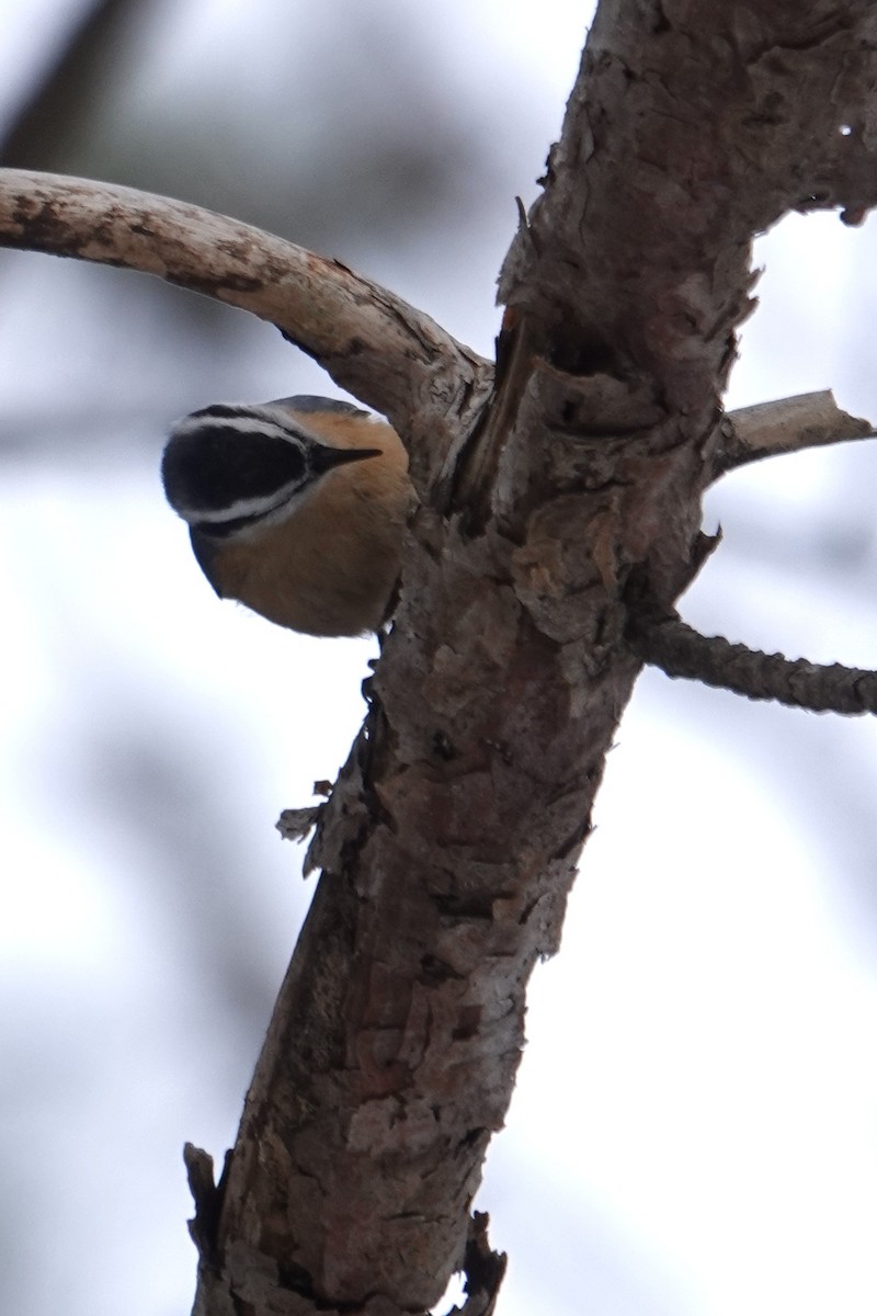 Red-breasted Nuthatch - ML646522326