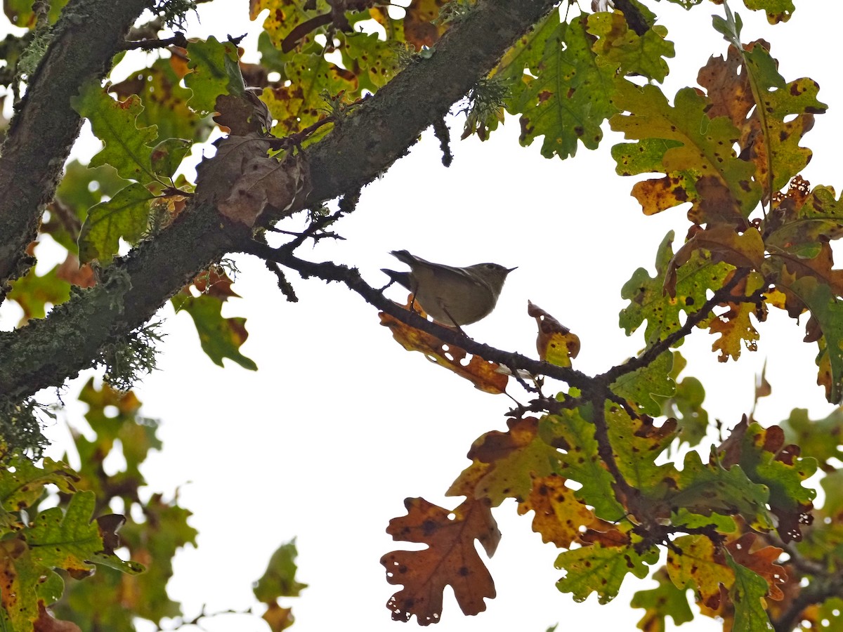Ruby-crowned Kinglet - ML646522329