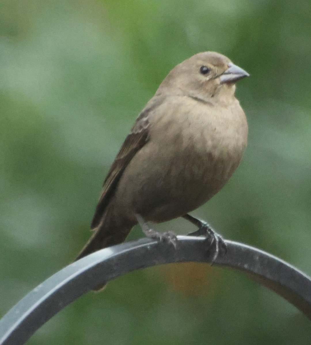Brown-headed Cowbird - ML646522332