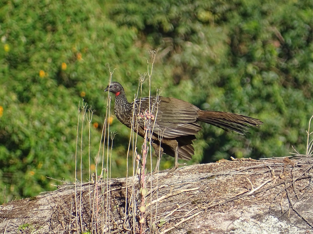 Pava Oscura - ML646522336