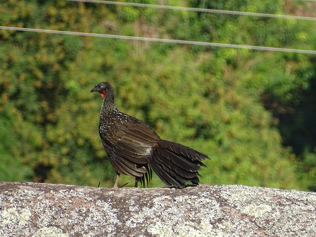 Pava Oscura - ML646522337