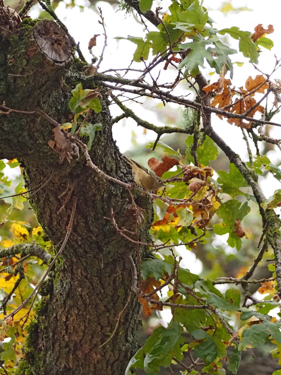 Ruby-crowned Kinglet - ML646522338