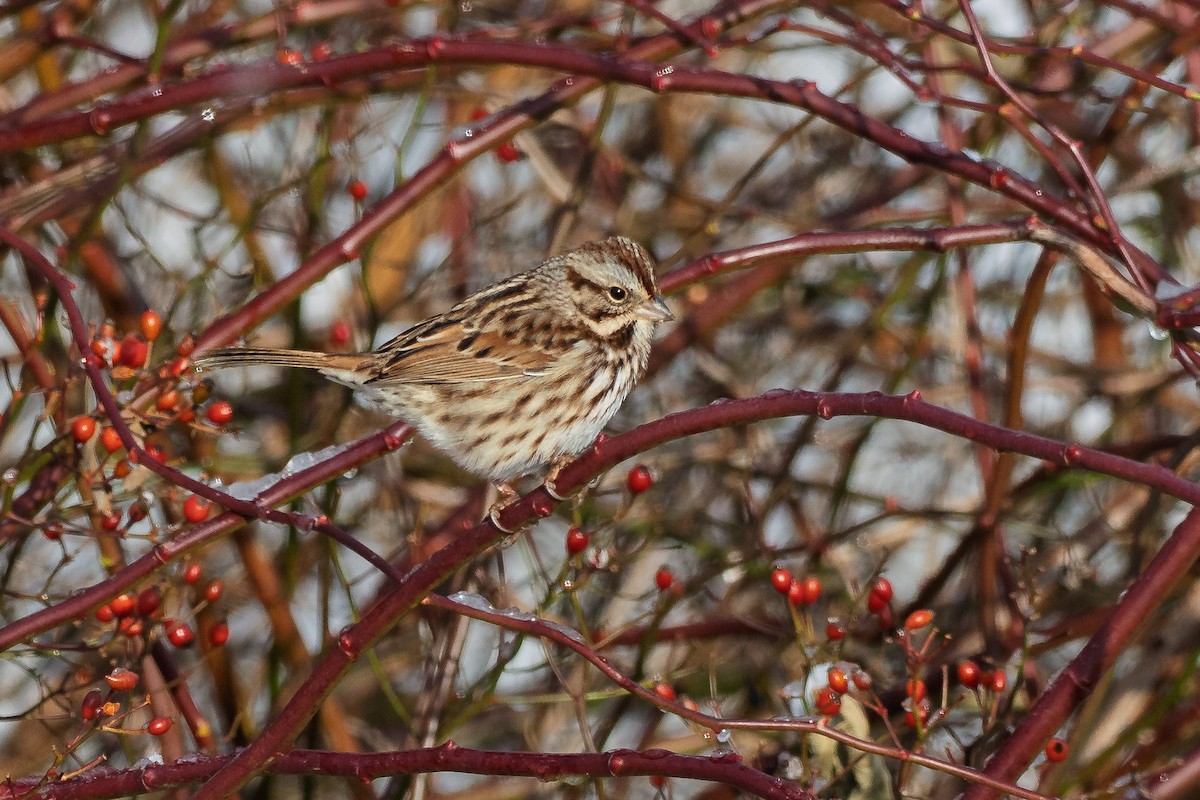 Song Sparrow - ML646522339