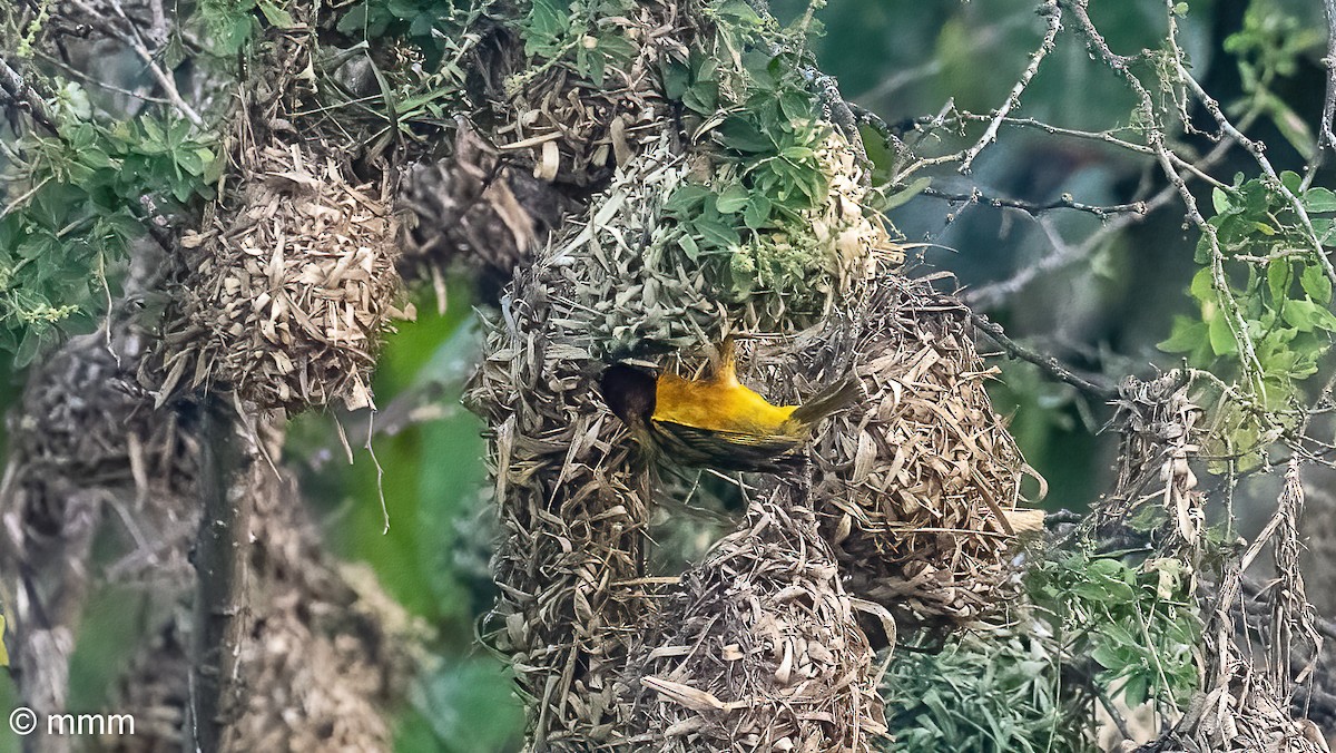 Деревенский ткач - ML646522340