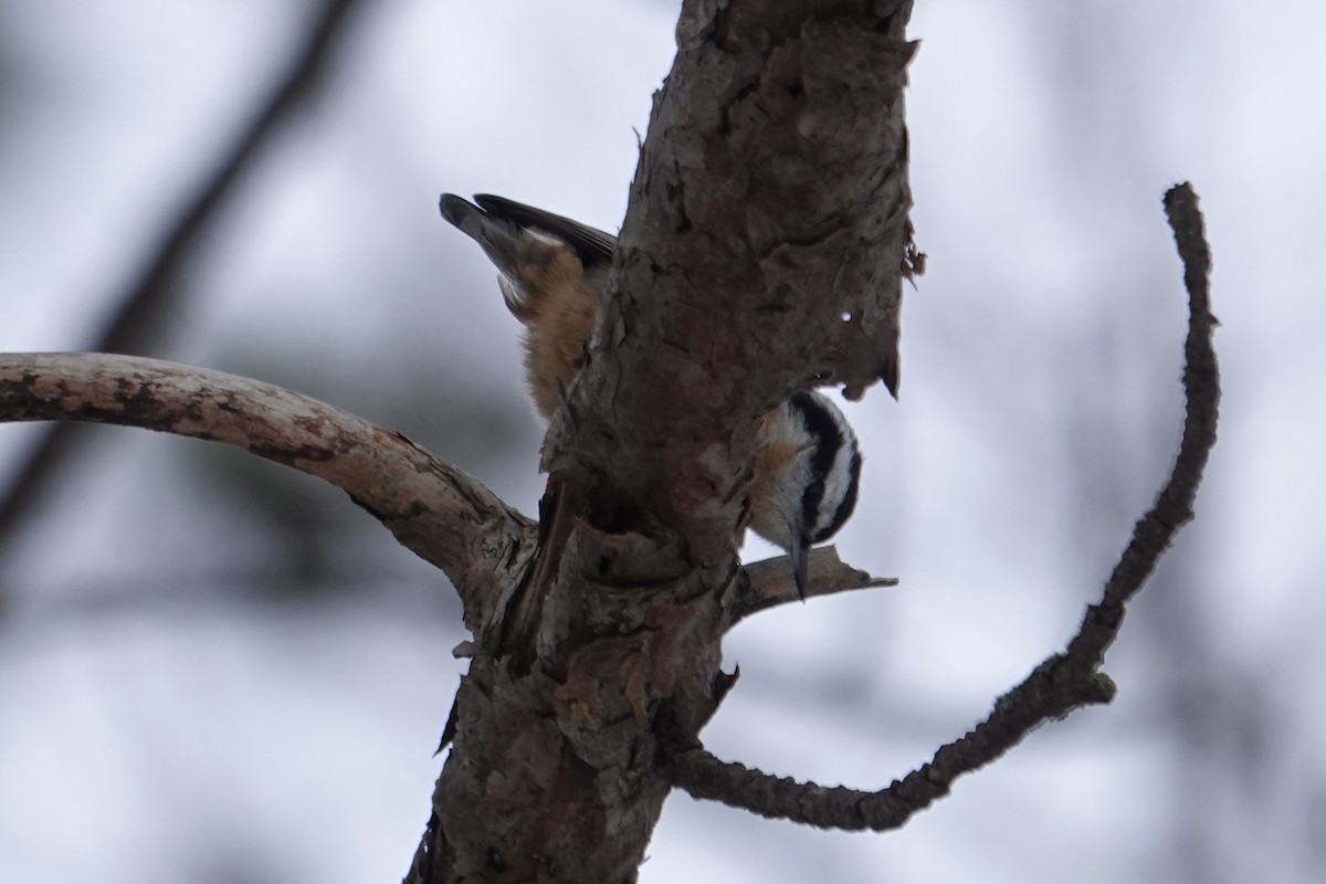 Red-breasted Nuthatch - ML646522345