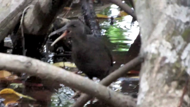 Пастушок прибережний - ML646522347