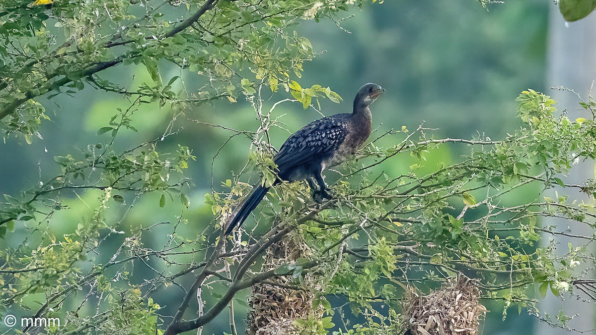 Камышовый баклан - ML646522351